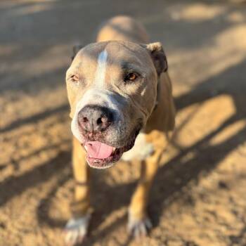 Hercules -  Pit Bull Terrier Dog for Adoption in Las Vegas, Nevada - Hercules | PetCurious