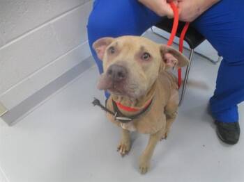 PRINCESS -  Pit Bull Terrier Dog for Adoption in Ocala, Florida - PRINCESS | PetCurious