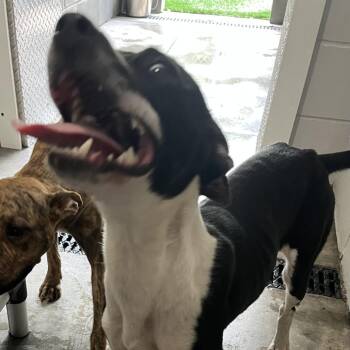 Lisa -  Greyhound and Mixed Breed Dog for Adoption in Richmond Hill, Georgia - Lisa | PetCurious