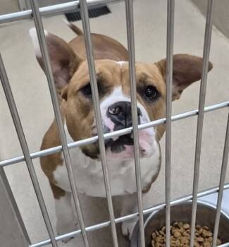 Rescue Pit Bull Terrier Dogs for Adoption in Decatur, Illinois - CHUNKY MONKEY | PetCurious