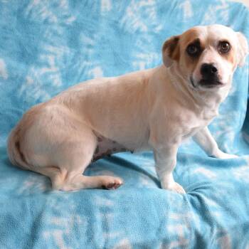 Margie -  Terrier and Mixed Breed Dog for Adoption in Eureka, California - Margie | PetCurious