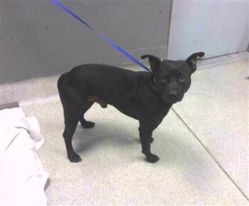 OSO -  Staffordshire Bull Terrier and Mixed Breed Dog for Adoption in Tallahassee, Florida - OSO | PetCurious