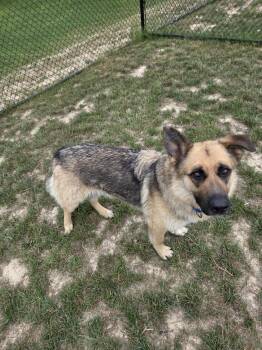 German Shepherd Dog Dogs Available for Adoption in Shepherdsville, Kentucky - Lullaby | PetCurious