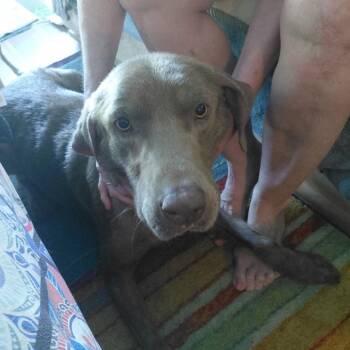 Taysum -  Labrador Retriever and Weimaraner Dog for Adoption in New Orleans, Louisiana - Taysum | PetCurious