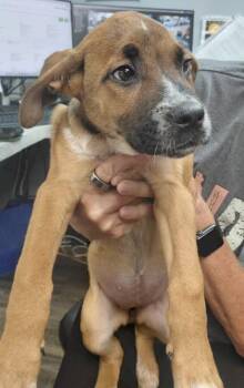 BUTTERNUT -  Mountain Cur and Mixed Breed Dog for Adoption in Conway, Arkansas - BUTTERNUT | PetCurious