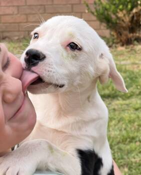 Pit Bull Terrier Dogs Available for Adoption in Zimmerman, Minnesota - Spot | PetCurious