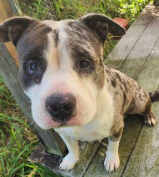 Rescue American Bully Dogs for Adoption in Lorida, Florida - Shannon | PetCurious