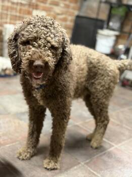 Kio -  Poodle Dog for Adoption in Tucson, Arizona - Kio | PetCurious
