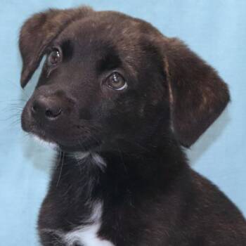 Primo -  Retriever Dog for Adoption in Kittanning, Pennsylvania - Primo | PetCurious