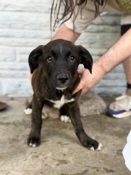 Mastiff and Mixed Breed Dogs Available for Adoption in Morton Grove, Illinois - Olympia | PetCurious