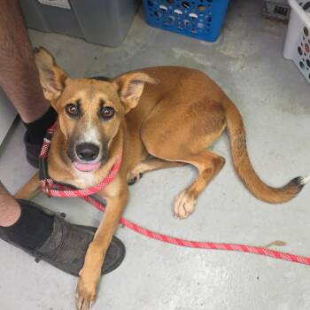 Celine -  Mixed Breed Dog for Adoption in Duncan, Oklahoma - Celine | PetCurious