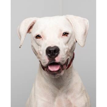 Rescue Pit Bull Terrier Dogs for Adoption in Palm Springs, California - Dorinda | PetCurious