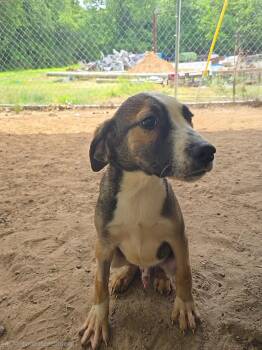 Mixed Breed Dogs Available for Adoption in Mccrory, Arkansas - Copper | PetCurious