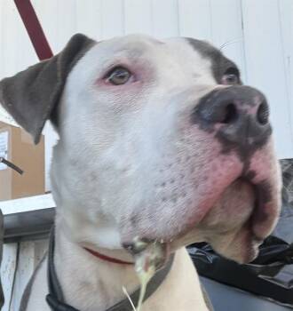 Pit Bull Terrier Dogs Available for Adoption - Titus -- URGENT! | PetCurious