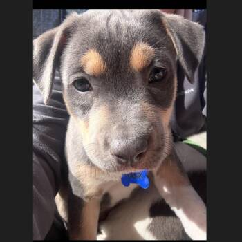 Pit Bull Terrier and Retriever Dogs Available for Adoption - Hank  | PetCurious