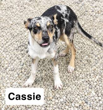 Cassie -  Hound Dog for Adoption in Manchester, Connecticut - Cassie | PetCurious