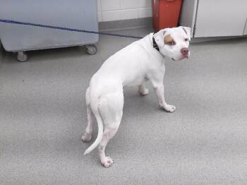 CARTER -  Boxer and Mixed Breed Dog for Adoption in Omaha, Nebraska - CARTER | PetCurious