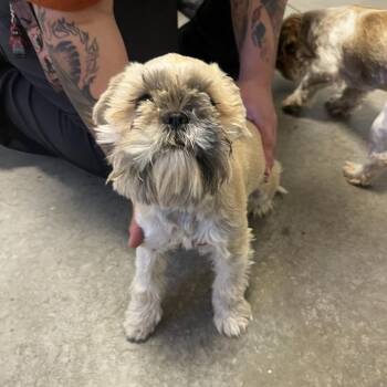 Barbie -  Shih Tzu Dog for Adoption in Rifle, Colorado - Barbie | PetCurious