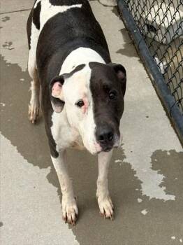 MAX -  Pit Bull Terrier and Mixed Breed Dog for Adoption in Tulsa, Oklahoma - MAX | PetCurious