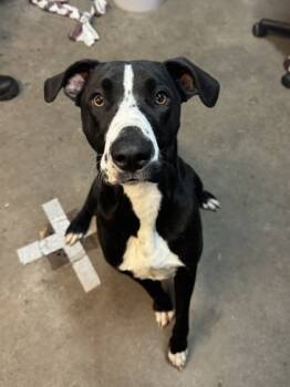 Rescue Mixed Breed Dogs for Adoption in Moses Lake, Washington - Arya | PetCurious
