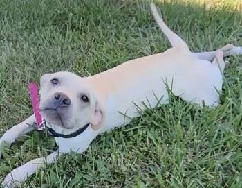 Lita -  Labrador Retriever and Pit Bull Terrier Dog for Adoption in Anabel, Missouri - Lita | PetCurious