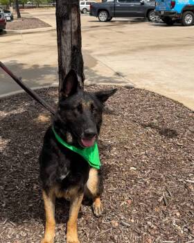 Moe Midnight -  German Shepherd Dog Dog for Adoption - Moe Midnight | PetCurious