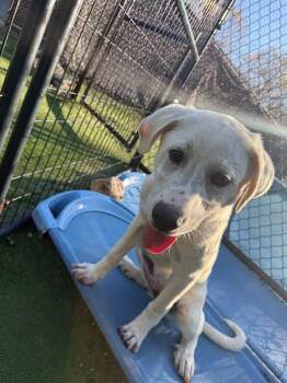 Great Pyrenees and Labrador Retriever Dogs Available for Adoption - Lucy | PetCurious