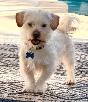 Maltese Dogs Available for Adoption in Los Angeles, California - Charlie | PetCurious