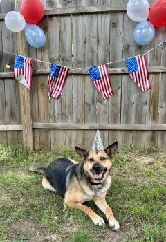 Rescue Mixed Breed Dogs for Adoption in Sioux Falls, South Dakota - Independence | PetCurious