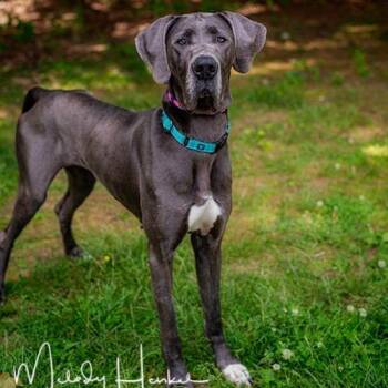 Blue -  Great Dane Dog for Adoption in Brockton, Massachusetts - Blue | PetCurious