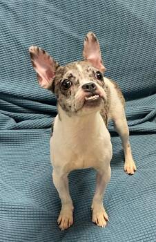 Chihuahua Dogs Available for Adoption in Stratford, Connecticut - Magnolia  | PetCurious