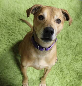 Stella ***FOSTER OR ADOPT*** -  Hound and Labrador Retriever Dog for Adoption in Plain City, Ohio - Stella ***FOSTER OR ADOPT*** | PetCurious