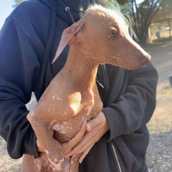 Lourdes -  Xoloitzcuintli Mexican Hairless Dog for Adoption in Sonoma, California - Lourdes | PetCurious