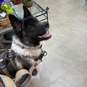 Cash -  Akita Dog for Adoption in Philadelphia, Pennsylvania - Cash | PetCurious