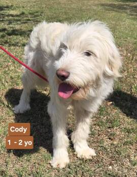 Labradoodle Dogs Available for Adoption in New Berlin, Wisconsin - CODY  $425 | PetCurious