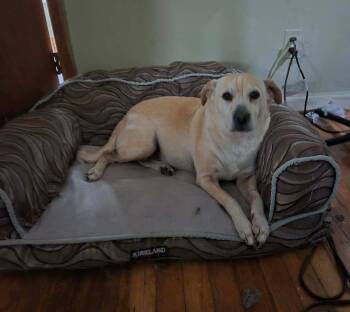 Australian Cattle Dog Blue Heeler and Pug Dogs Available for Adoption - Megan | PetCurious