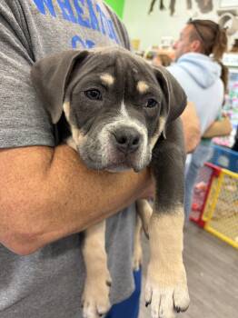 Lightning -  Pit Bull Terrier Dog for Adoption in Island Lake, Illinois - Lightning | PetCurious