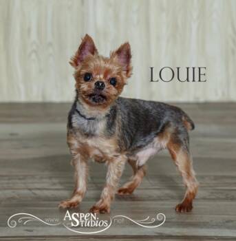 Louie -  Yorkshire Terrier Dog for Adoption in Valparaiso, Indiana - Louie | PetCurious