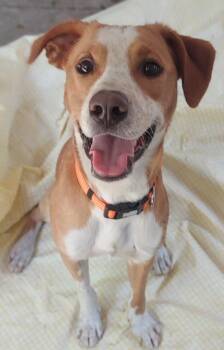 Pippin -  Foxhound and Mixed Breed Dog for Adoption in Saint Clairsville, Ohio - Pippin | PetCurious
