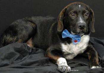 Banner -  Plott Hound Dog for Adoption in Newland, North Carolina - Banner | PetCurious