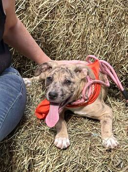 Rescue Pit Bull Terrier Dogs for Adoption in Portland, Maine - Jane | PetCurious