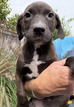 Baner -  Weimaraner and Labrador Retriever Dog for Adoption in Bull Valley, Illinois - Baner | PetCurious