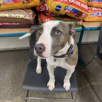 Zane -  Mixed Breed Dog for Adoption in South Haven, Michigan - Zane | PetCurious