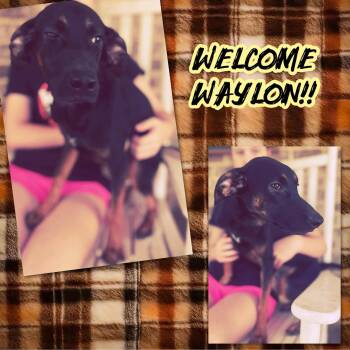 Rescue Black And Tan Coonhound Dogs for Adoption in Cincinnati, Ohio - Waylon | PetCurious
