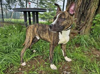 Rescue Pit Bull Terrier Dogs for Adoption in Jersey City, New Jersey - Troy | PetCurious