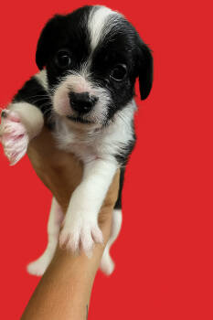 Rescue Shih Tzu and Jack Russell Terrier Dogs for Adoption in San Diego, California - Maybelle | PetCurious