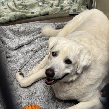 Jamie -  Great Pyrenees Dog for Adoption in Murray, Utah - Jamie | PetCurious