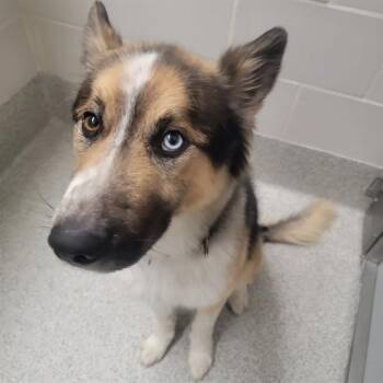 KAI -  Husky and Mixed Breed Dog Available for Adoption in Omaha, Nebraska - KAI | PetCurious