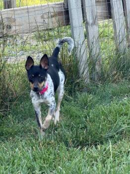 Nina -  Australian Cattle Dog Blue Heeler and Rat Terrier Dog Available for Adoption in Partlow, Virginia - Nina | PetCurious