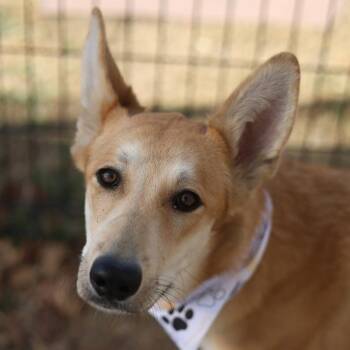 ARII -  Carolina Dog Dog for Adoption in San Antonio, Texas - ARII | PetCurious